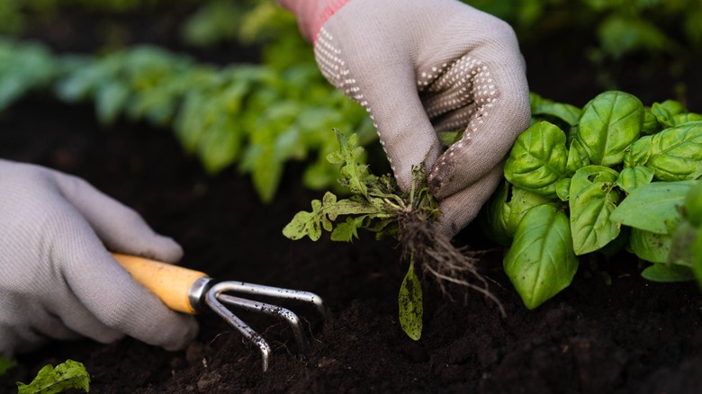 Removing weed from vegetable garden