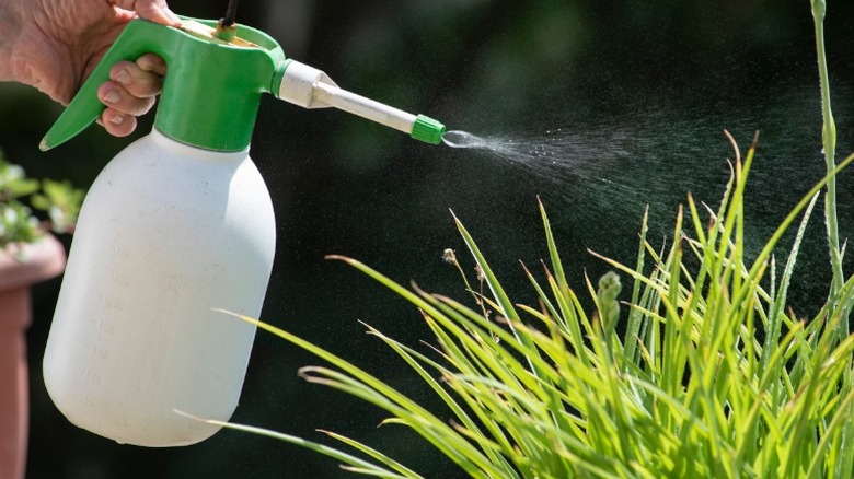 Spraying weeds with herbicide