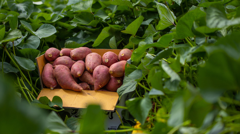 Box of overflowing sweet potatoes in the field.