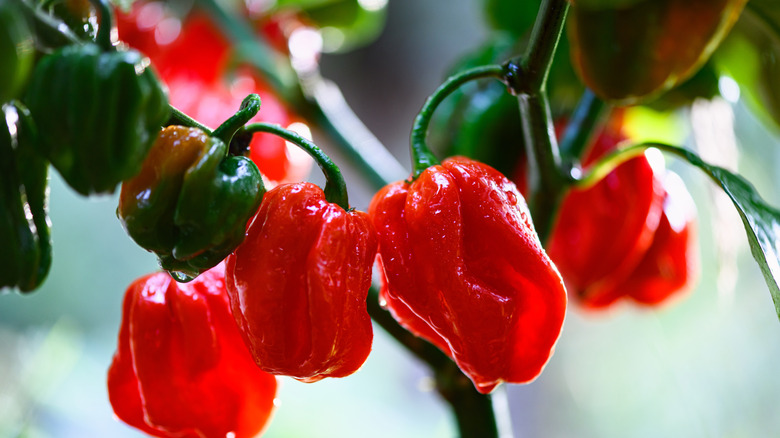 Habanero peppers growing on a vine