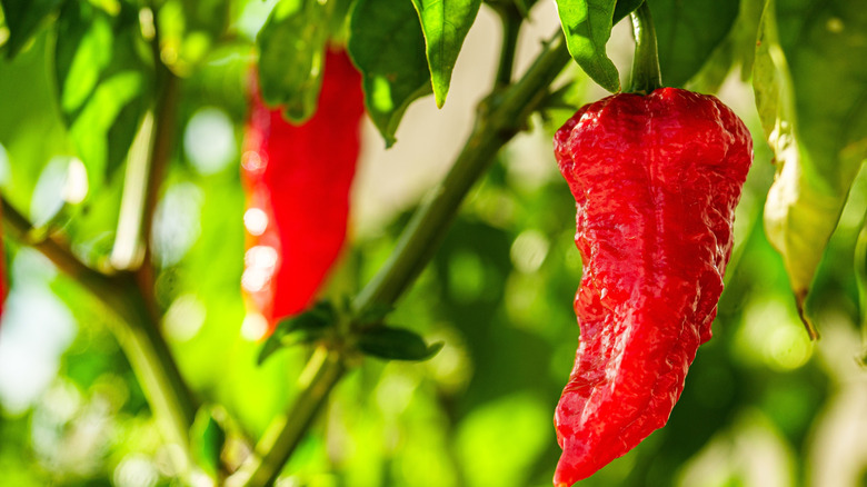 A couple of ghost peppers growing on a vine
