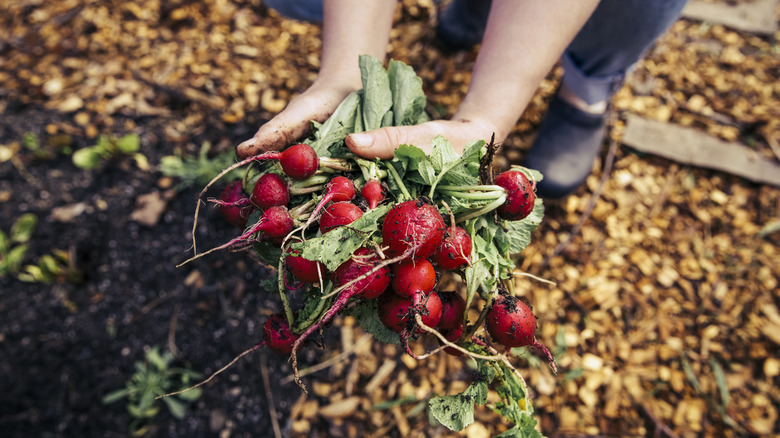 A gardener harvesting raw radishes from the soil