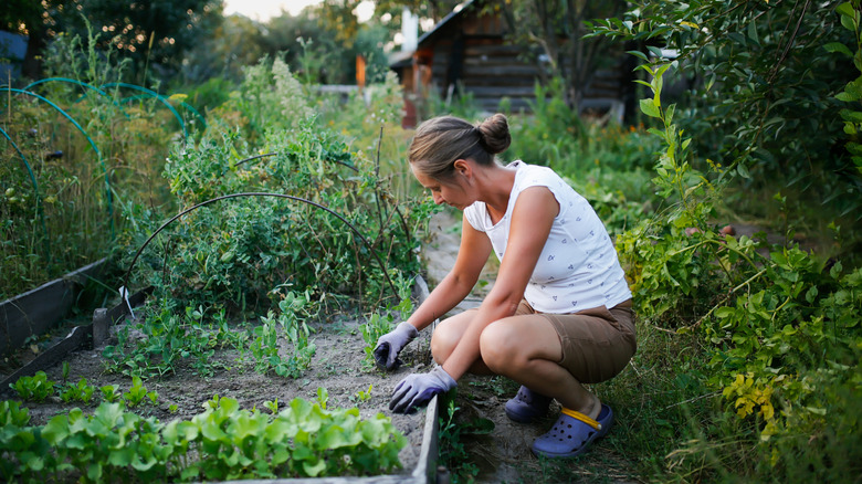 Woman working in raised garden bed