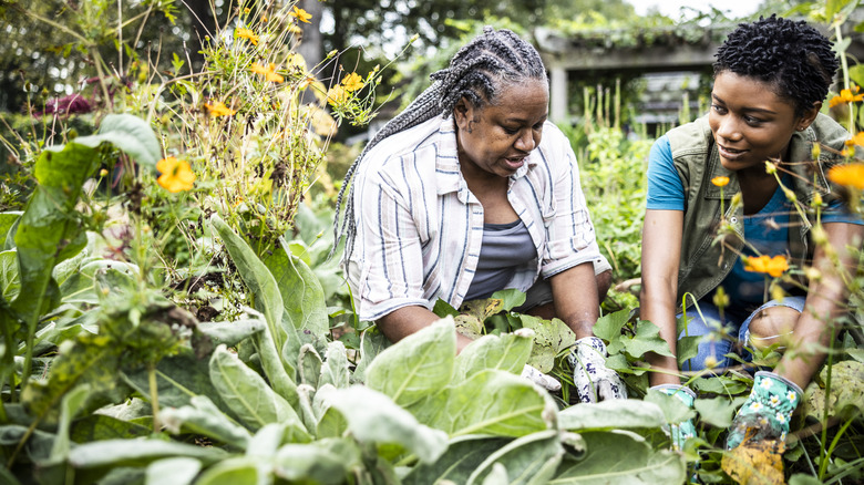 Two women working in a garden