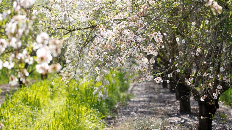 A row of flowering almond trees