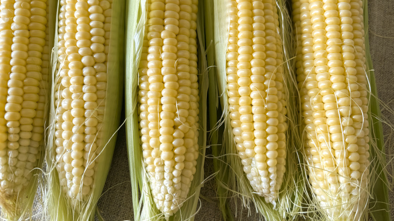 Ears of fresh sweetcorn with part of the husk peeled back.
