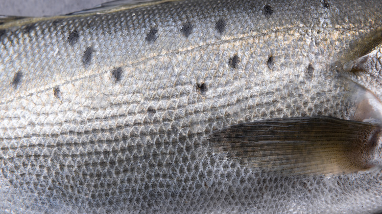 Close up of fish skin