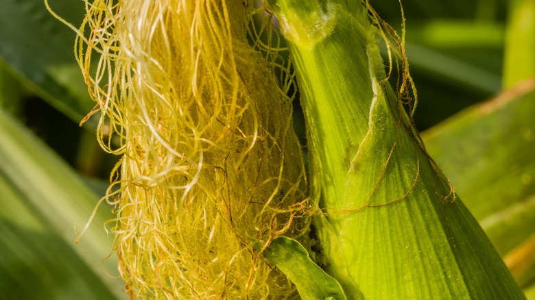 a close up of corn silk