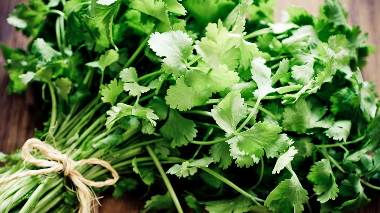 bundle of cilantro