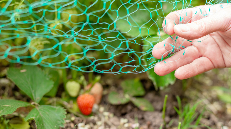 Mesh netting covering a strawberry plant