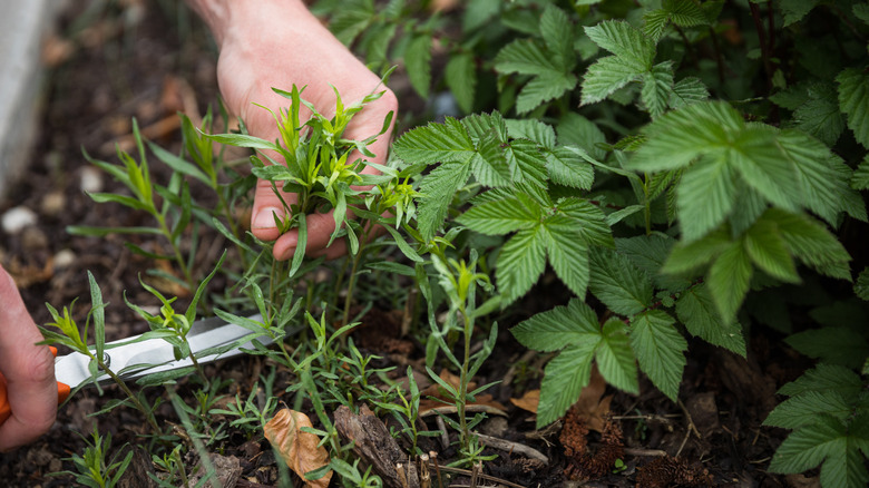 Hands clipping fresh herbs