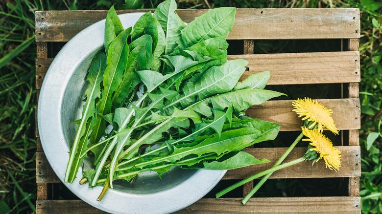 Dandelion greens