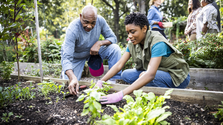 Two people tending a garden