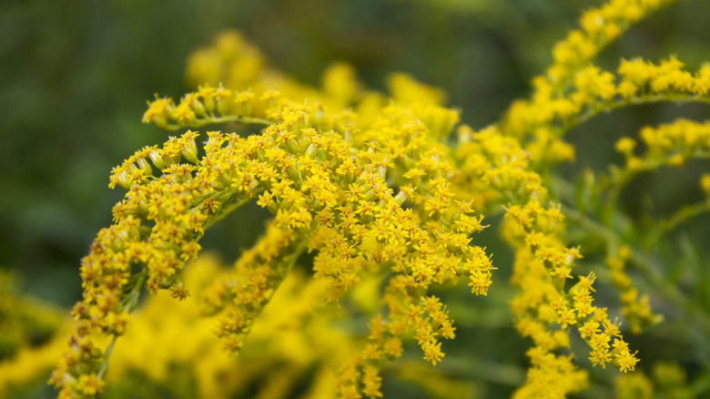 Goldenrod flowers