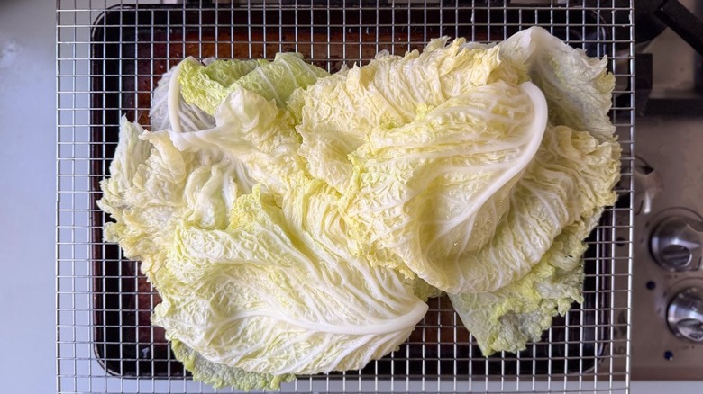 Blanched Savoy cabbage leaves draining on rack