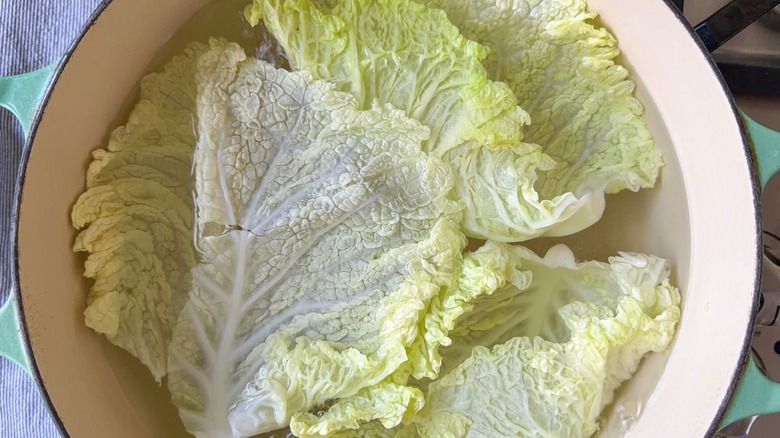 Savoy cabbage leads in large pot on stovetop