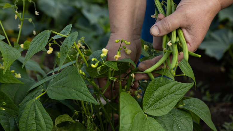 Hand pulling plants with beans hanging on them