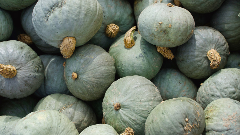 Pile of blue Hubbard squash