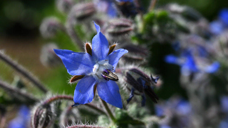 Close-up of borage plant with blue star-shaped flowers