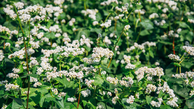 Close-up of buckwheat plant