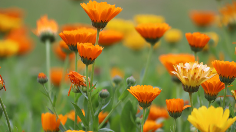 Close-up of orange and yellow calendula flowers