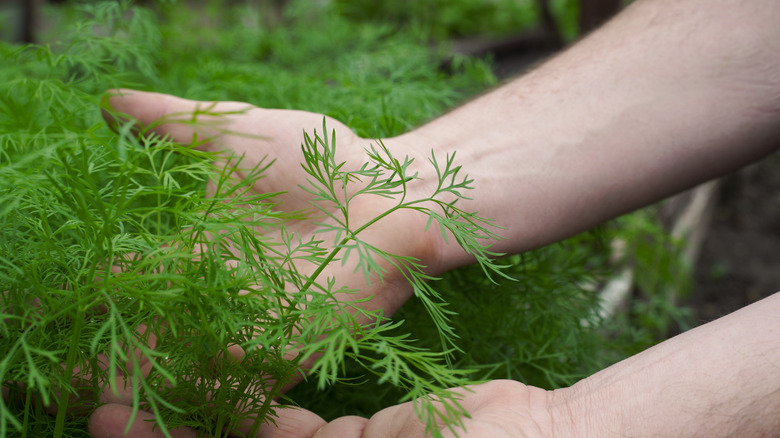 Person's hand examining a growing dill plant