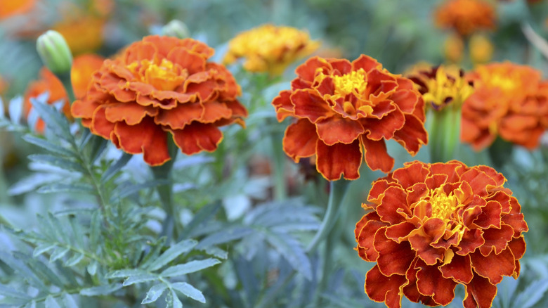 Close-up of French marigolds