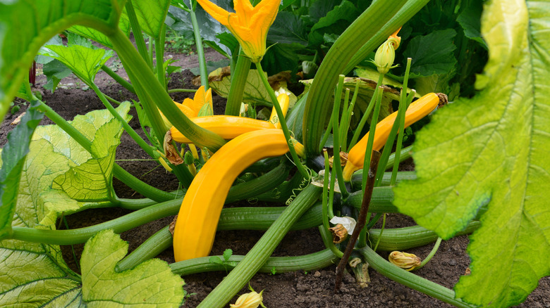 Close-up of yellow zucchini squash plant
