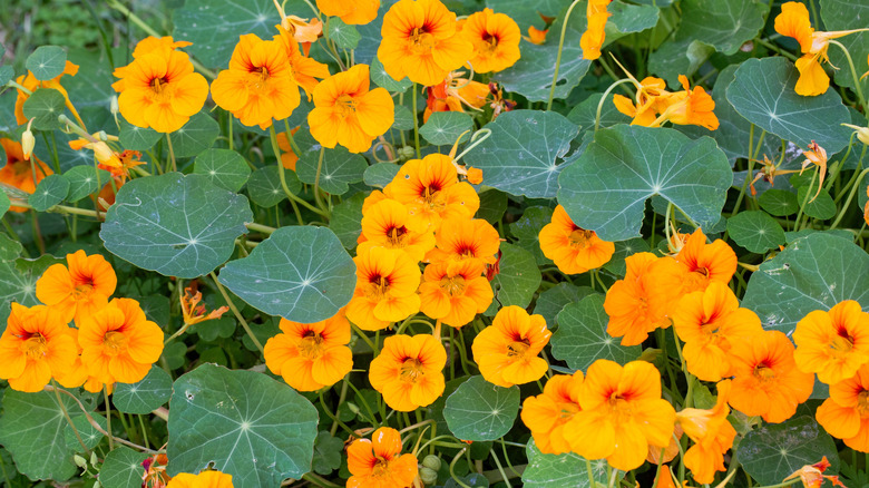 Orange-yellow nasturtium flowers