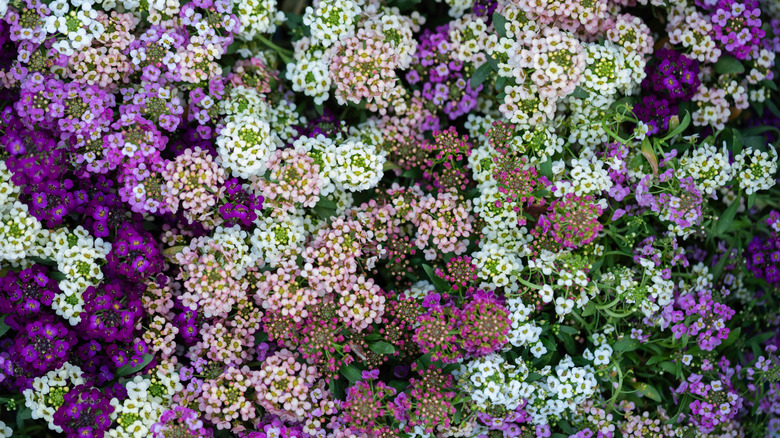 Top-down view of sweet alyssum flowers