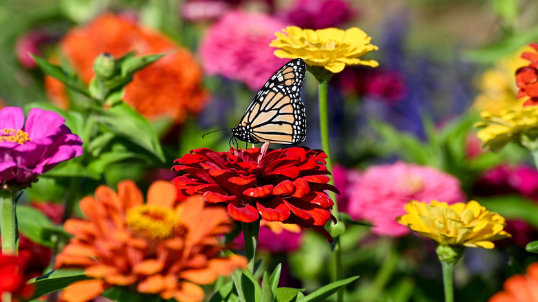 Close-up of butterfly resting on zinnia with more plants in the background