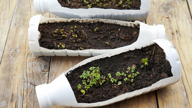 Herbs growing in a recycled plastic bottle