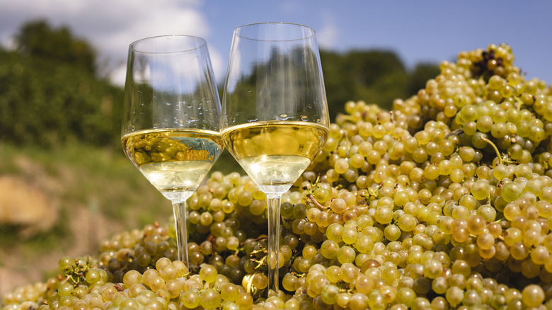 Two glasses of Chardonnay sitting in a pile of Chardonnay grapes