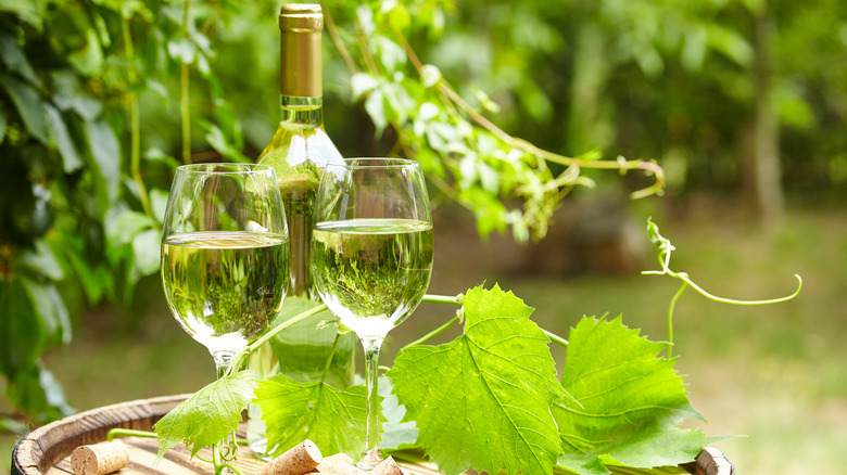 Bottle and two glasses of Vinho Verde wine in a vineyard