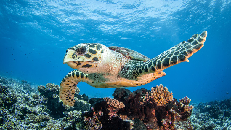 Turtle meat on cutting board