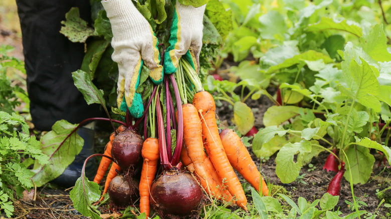 A person pulling carrots and beetroot out of the ground in a vegetable garden