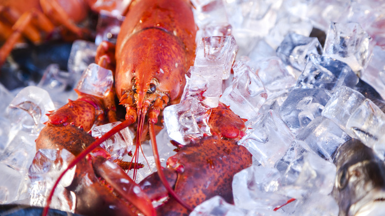 fresh lobster on ice