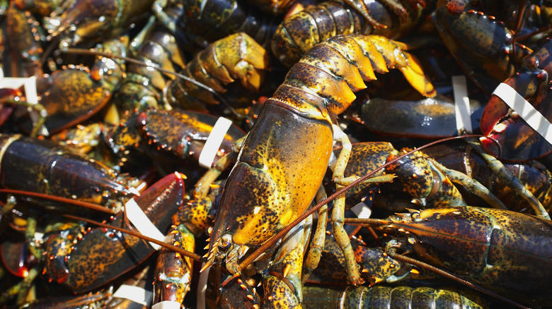 lobsters piled on one another