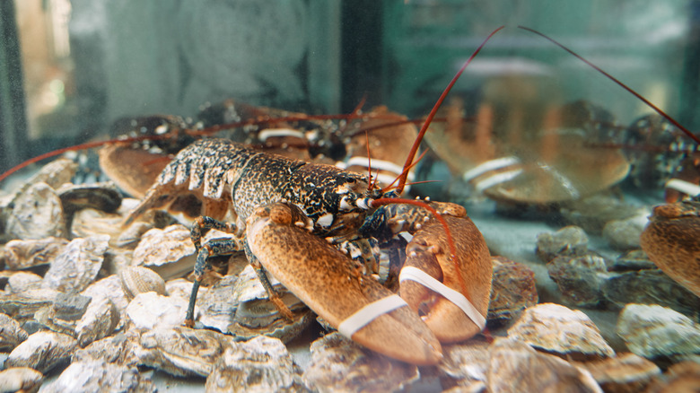 lobster with rubber bands on claws