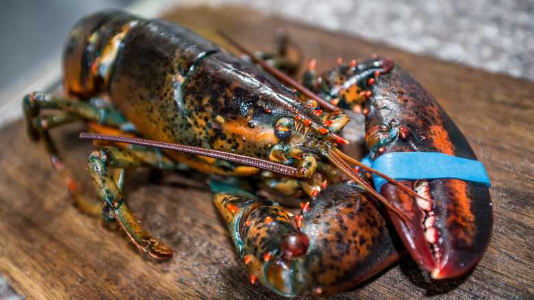 raw lobster on wooden board