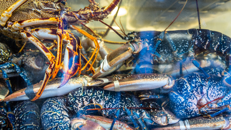 lobsters in tank