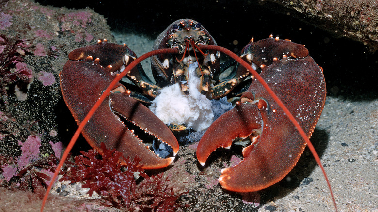 lobster with claws showing