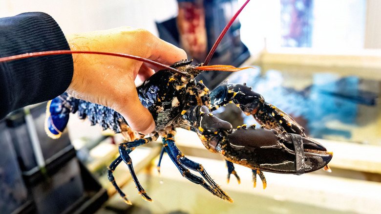 hand testing the weight of the lobster