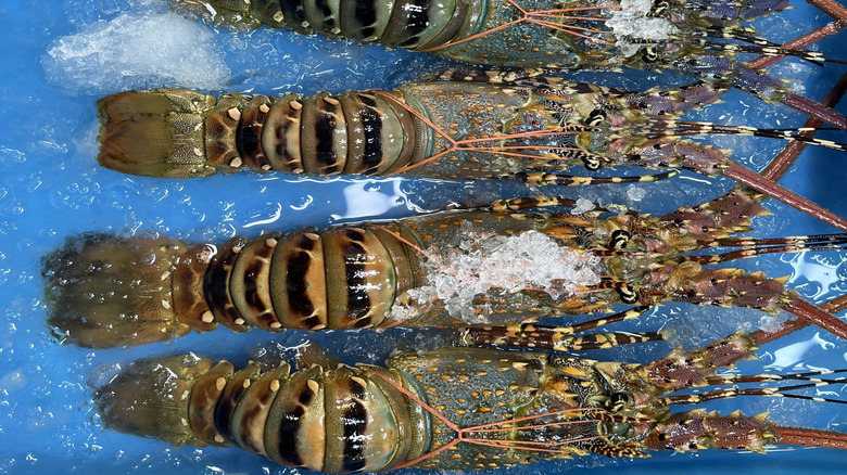 soft-shell lobsters lined up next to one another