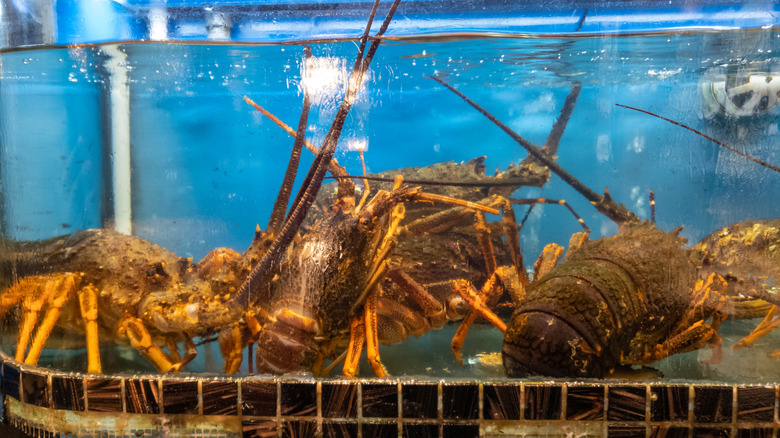 lobsters in tank of blue water