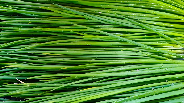 Green chives as background