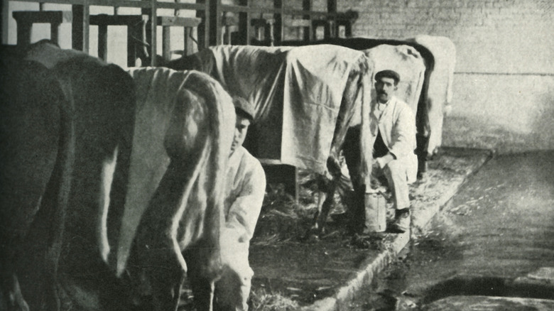 Two men milking cows in the early 1900s