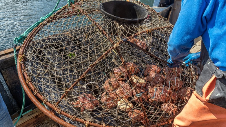 wild-caught crabs harvested at sea