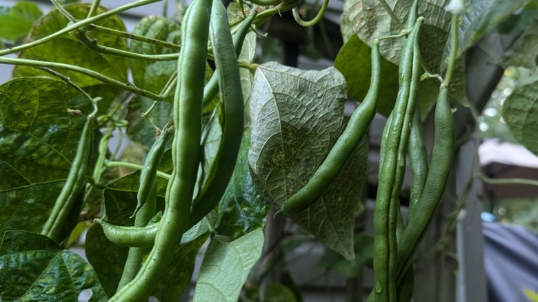 A close up of green beans growing on a vine