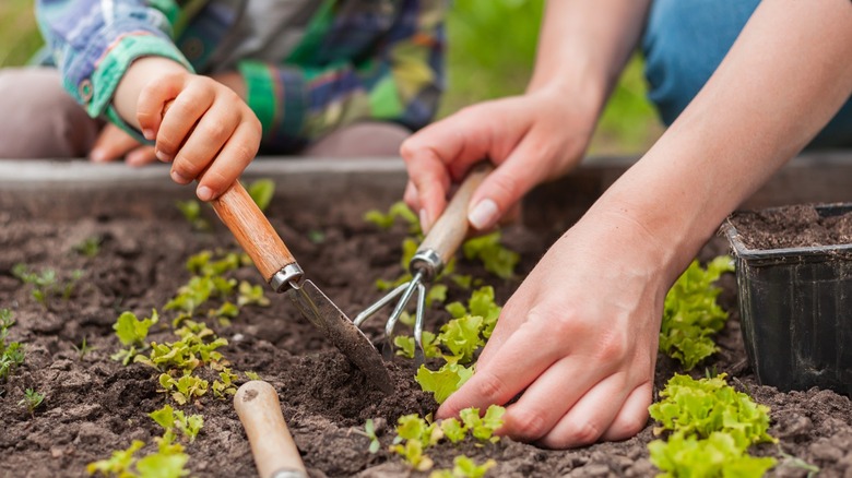A close up of an adult and child working in a vegetable garden.